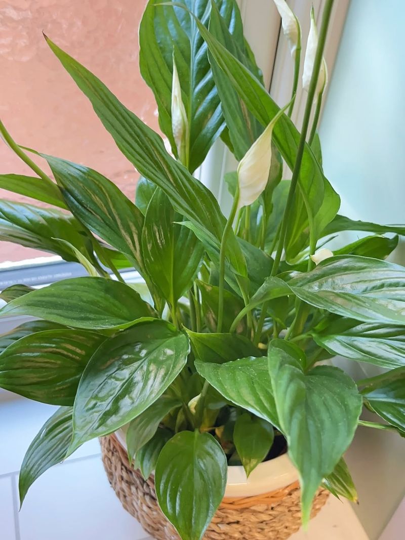 Peace Lily 