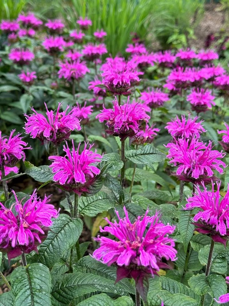 Bee Balm Returns Each Year With Bold Summer Flowers