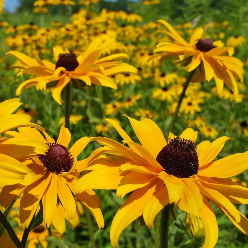 Black-Eyed Susan Establishes Quickly In Sunny Beds