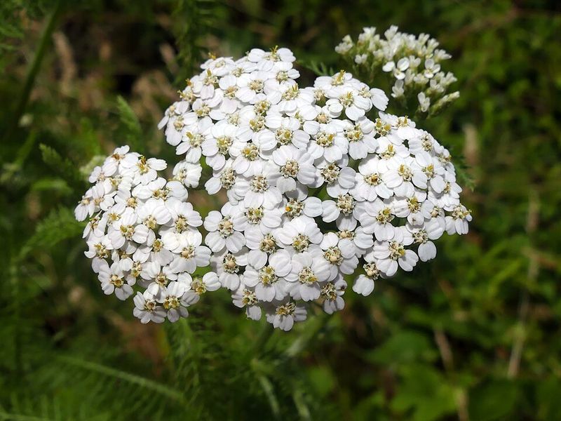 Yarrow Provides Tough, Colorful Blooms For Hot Summers