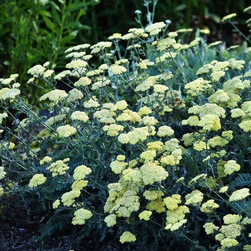 Yarrow