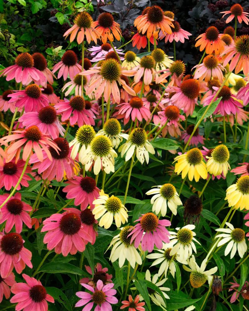 Color Changing Echinacea Varieties