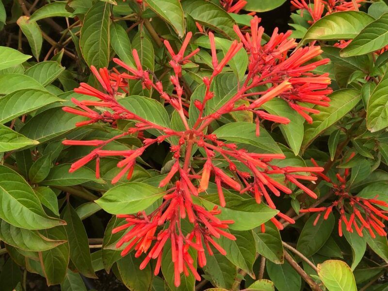 Firebush Ignite Your Yard With Fiery Blooms