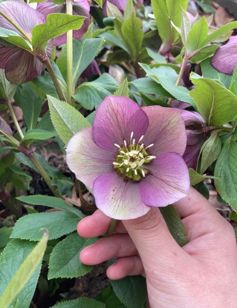 Plant Choices That Deer Tend To Avoid In Spring