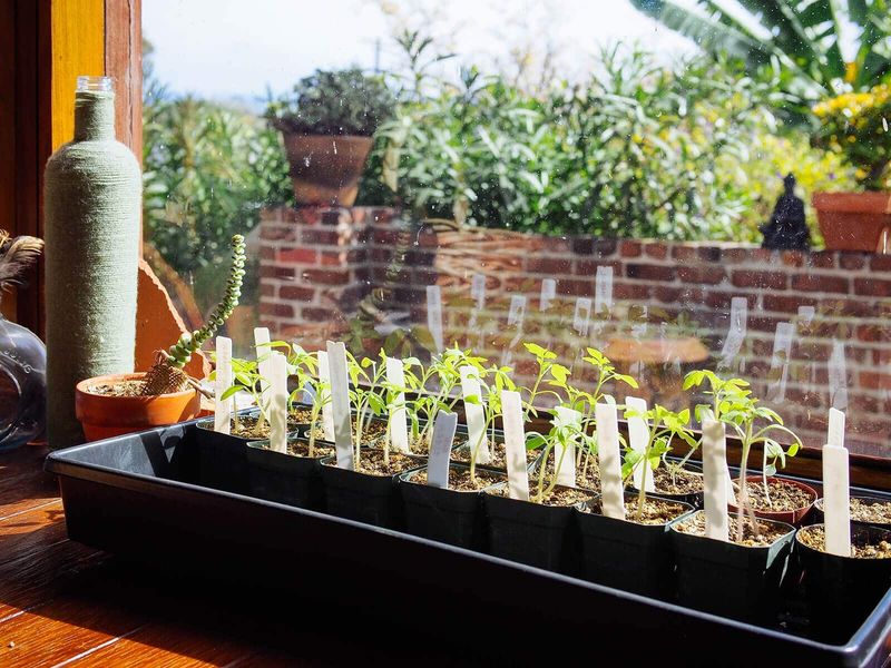 Keep Seedlings Out Of Harsh Afternoon Sun At First