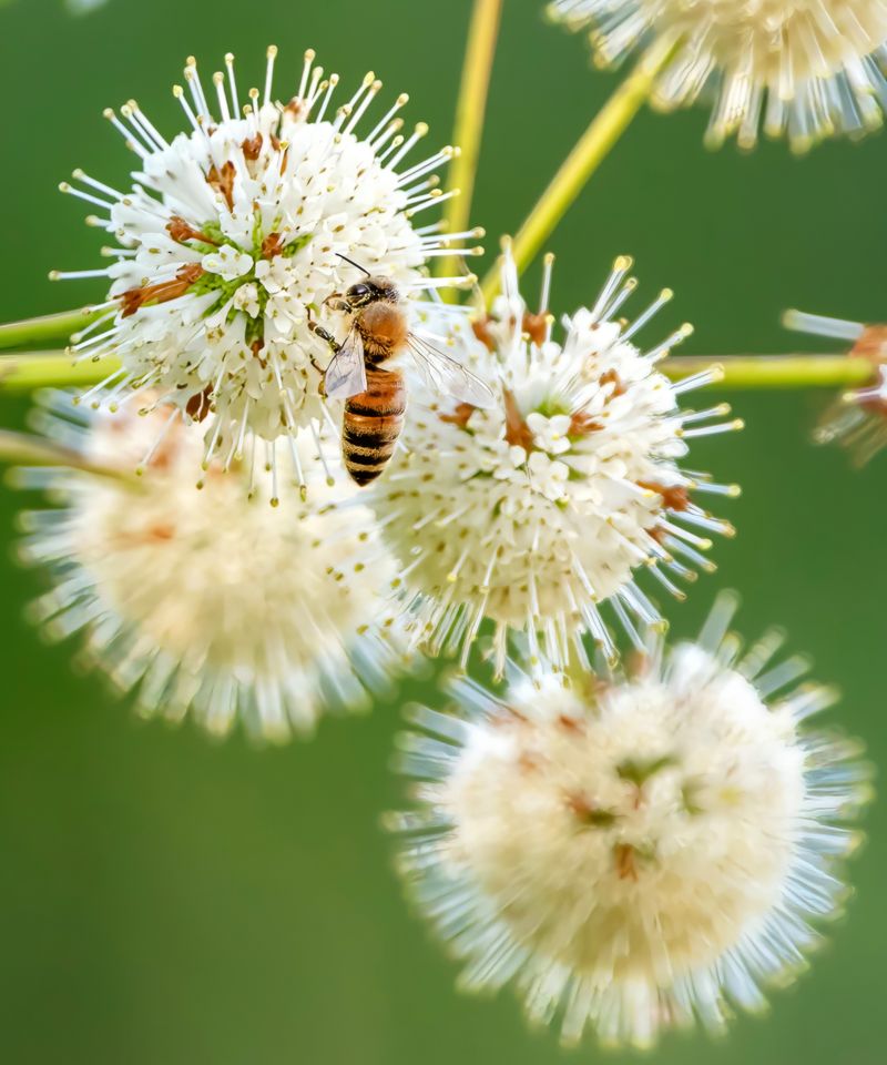 Install Buttonbush For Pollinator Friendly Curb Appeal