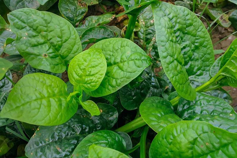 Soak Your Seeds Before Planting