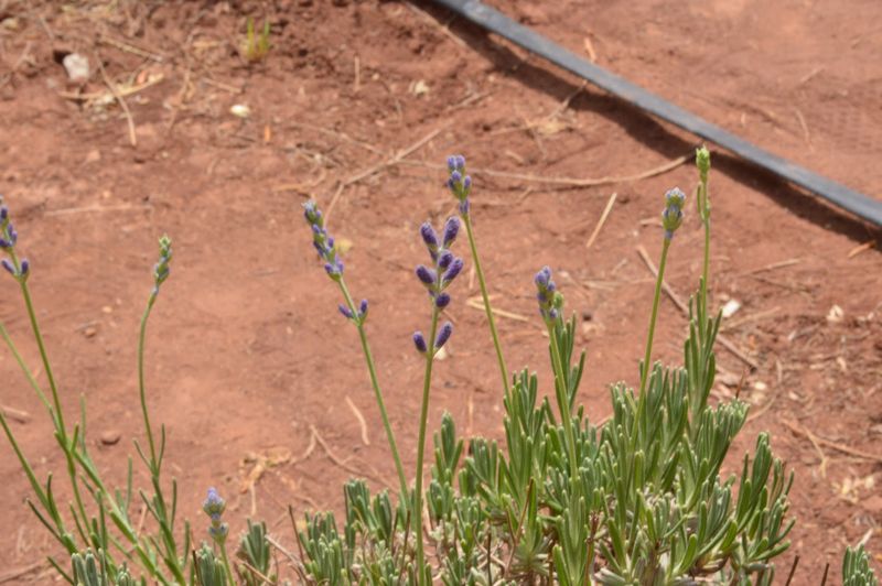 Learn How Lavender Is Used In Crafts And Recipes
