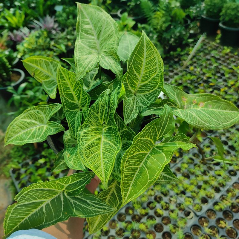 Arrowhead With Its Classic Arrow-Shaped Leaves