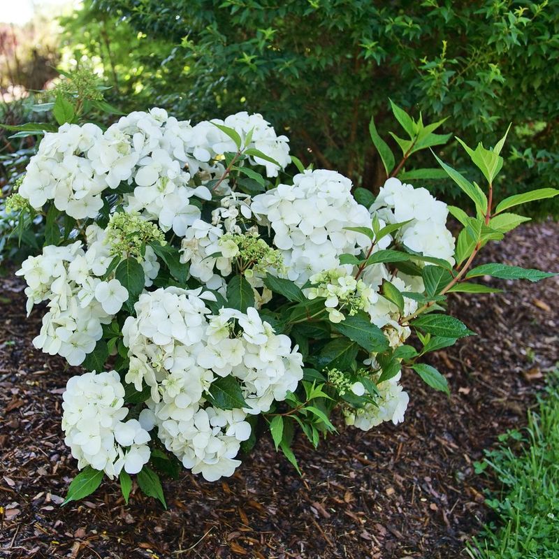 Soil Setup For Moist Well Drained Conditions In Pennsylvania