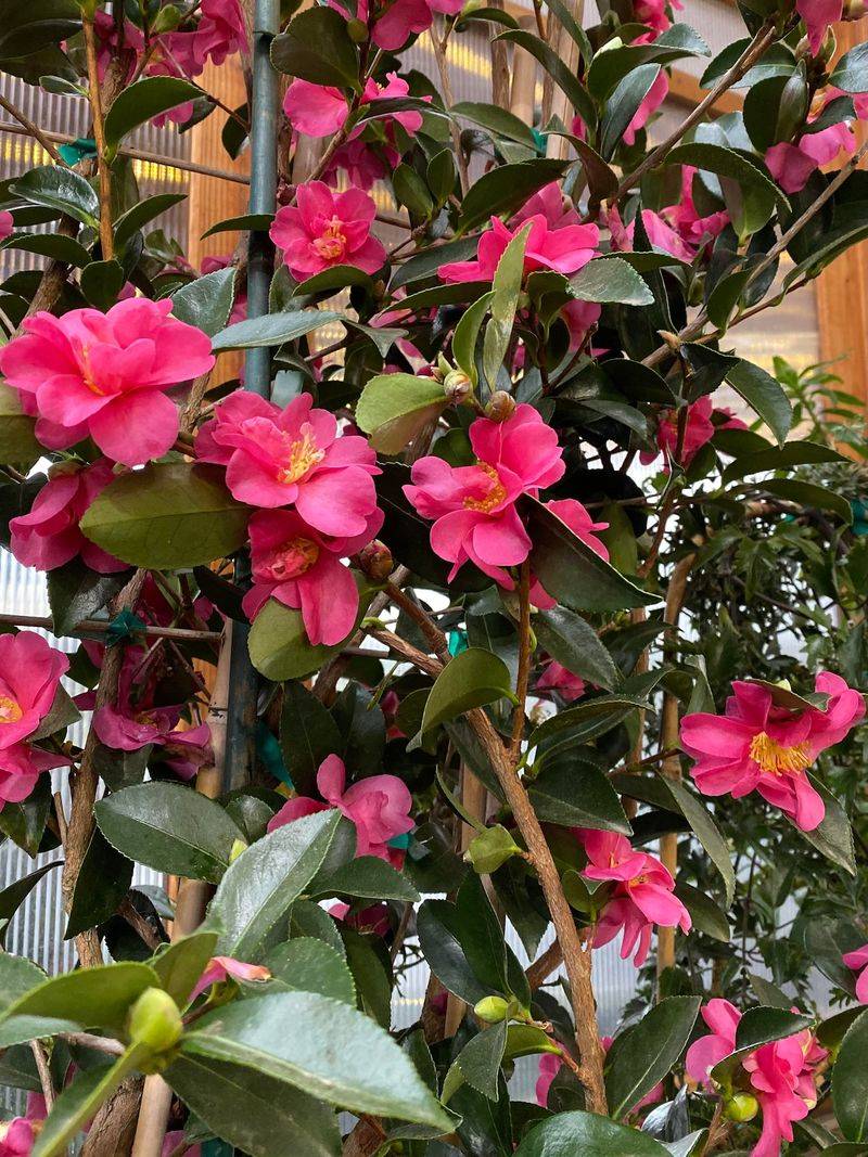 Camellia