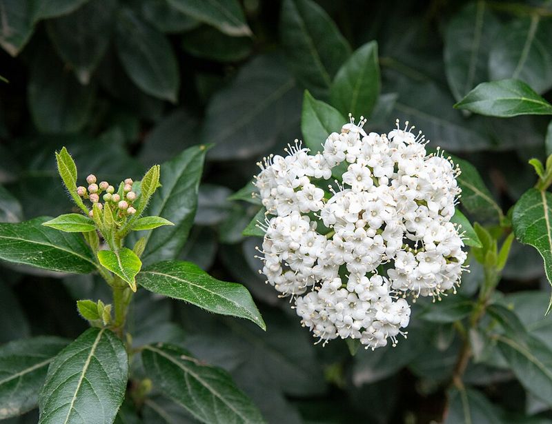 Viburnum Brings Spring Blooms If Pruned After Flowering