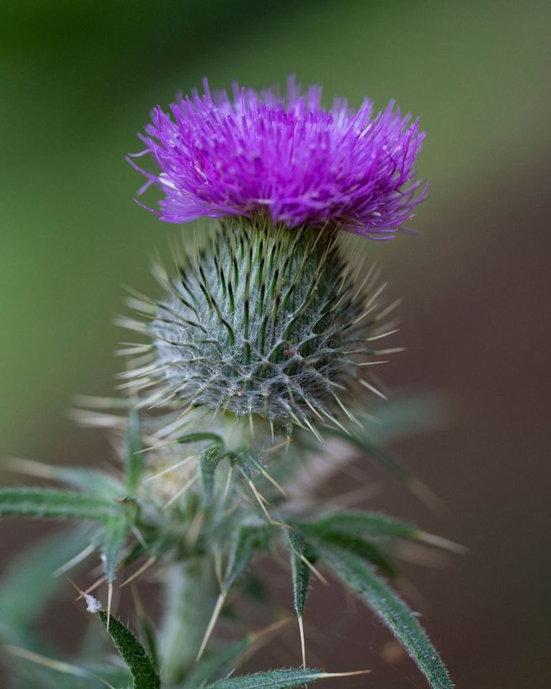 Thistle
