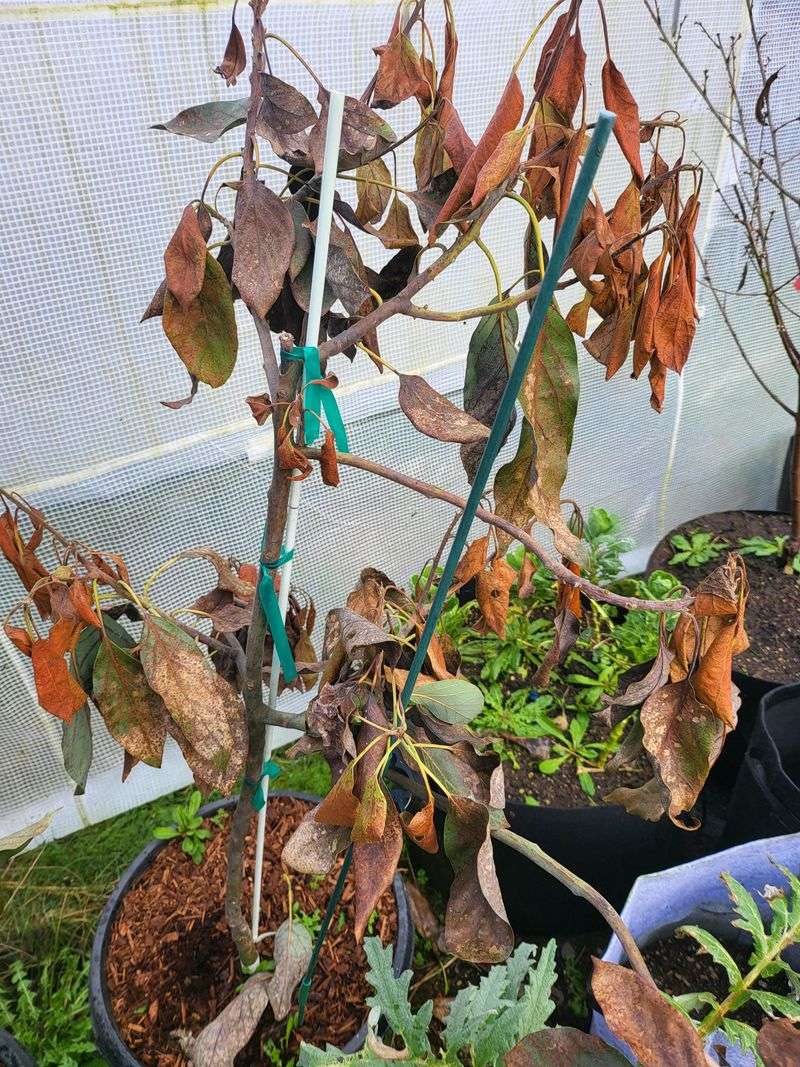 Ignoring Frost And Cold Exposure