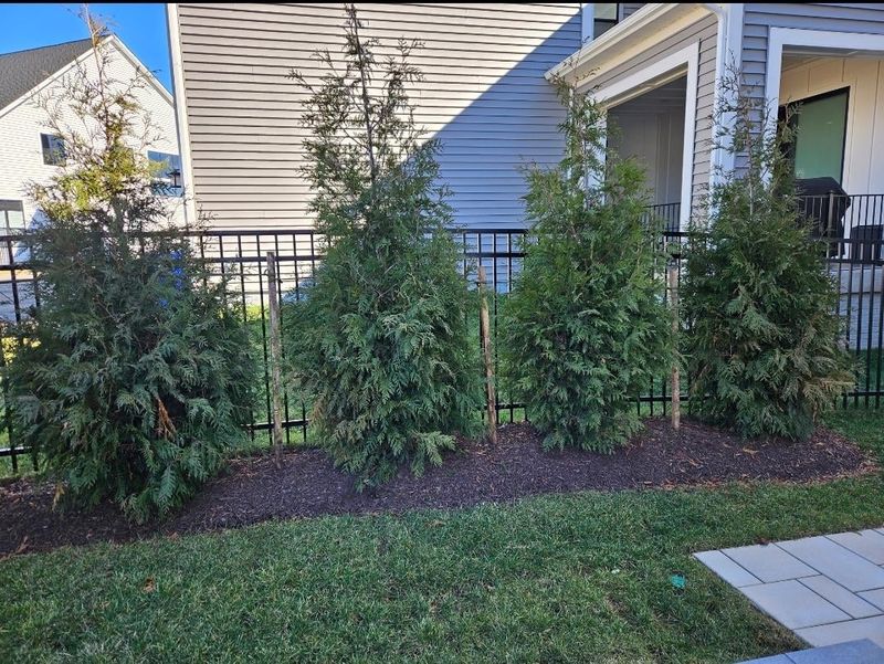 Arborvitae Gets Overplanted And Declines In Tight Spaces