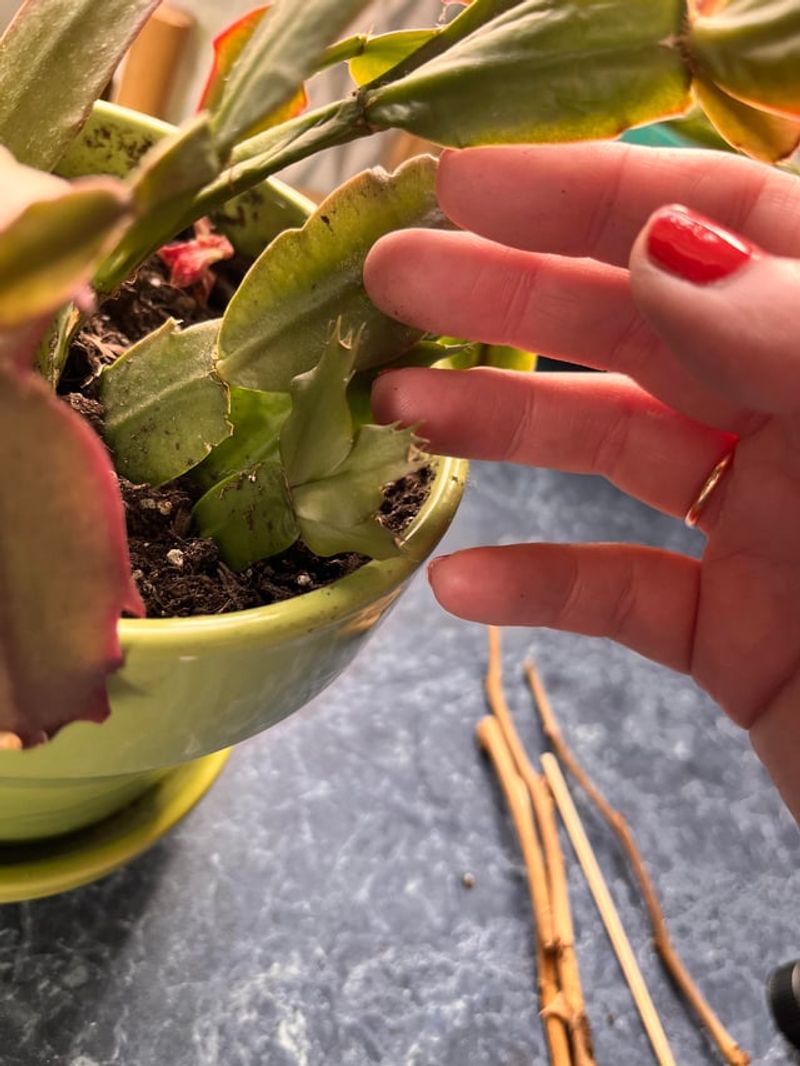 Give Your Plant The Humidity It Loves