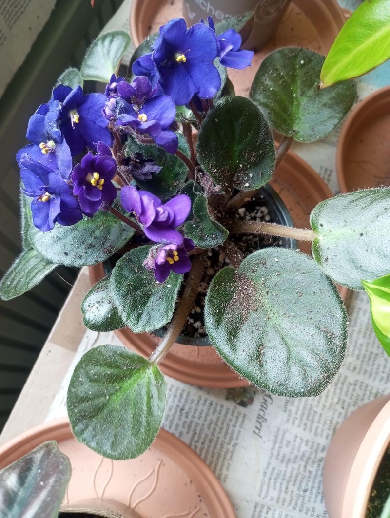 Remove Withered Flowers And Leaves 