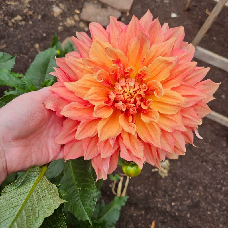 Stake Early For Support