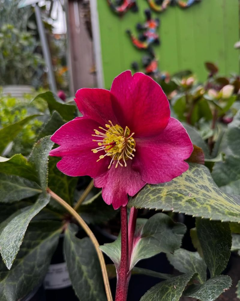 Lenten Rose