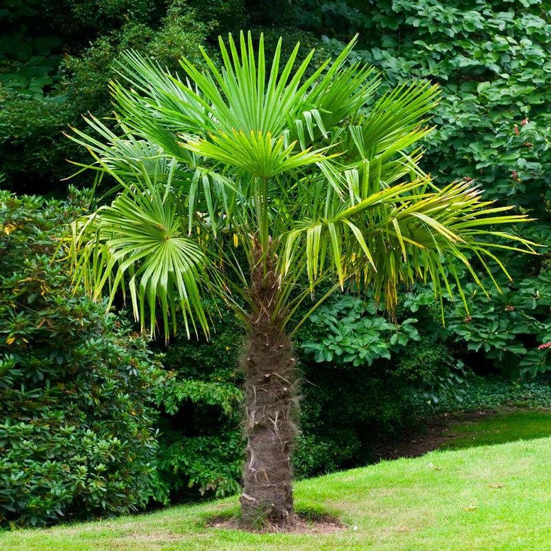 Windmill Palm Offers Compact Size And Strong Cold Hardiness