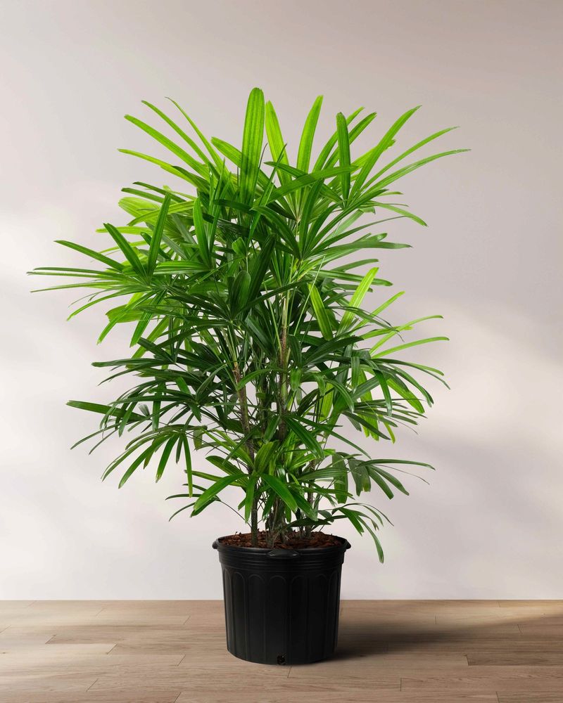 Lady Palm Works Well In Shady Courtyards