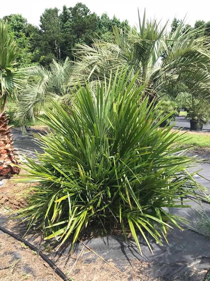 Needle Palm Handles Real Cold