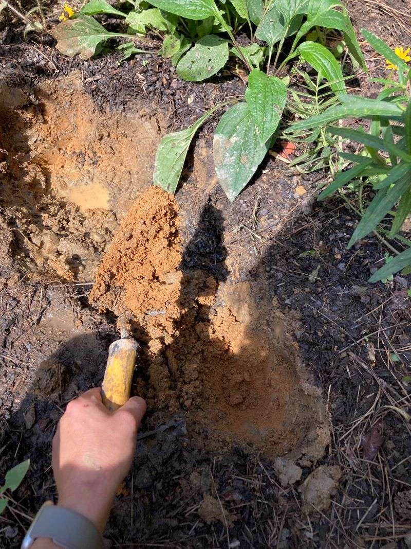 Soil Type In Georgia Often Influences The Better Choice