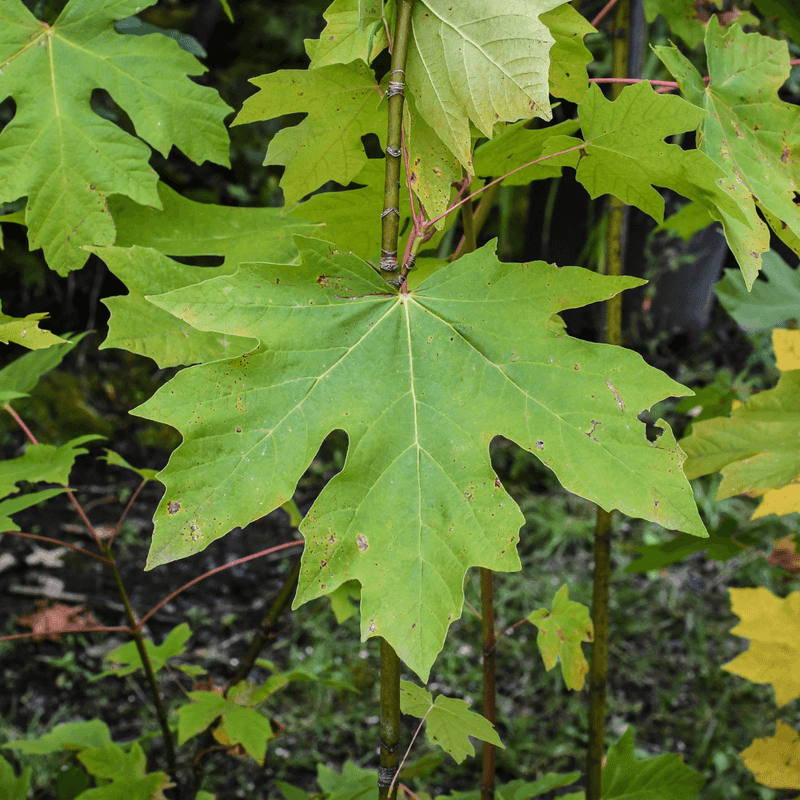 Bigleaf Maple