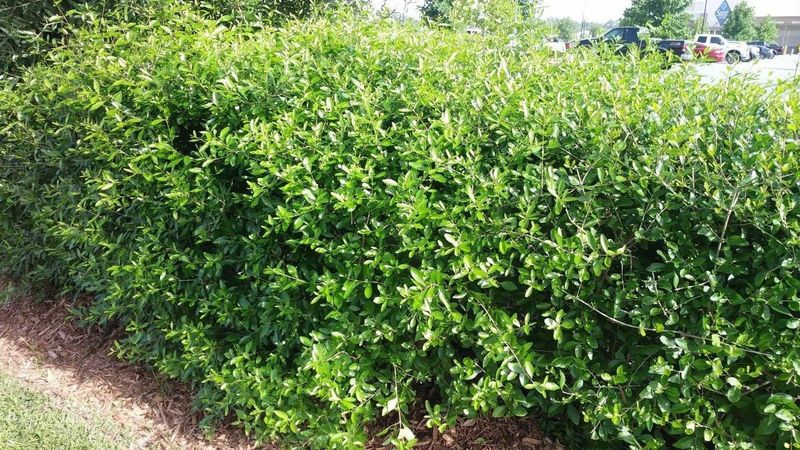 Florida Privet Is Stylish And Adaptable