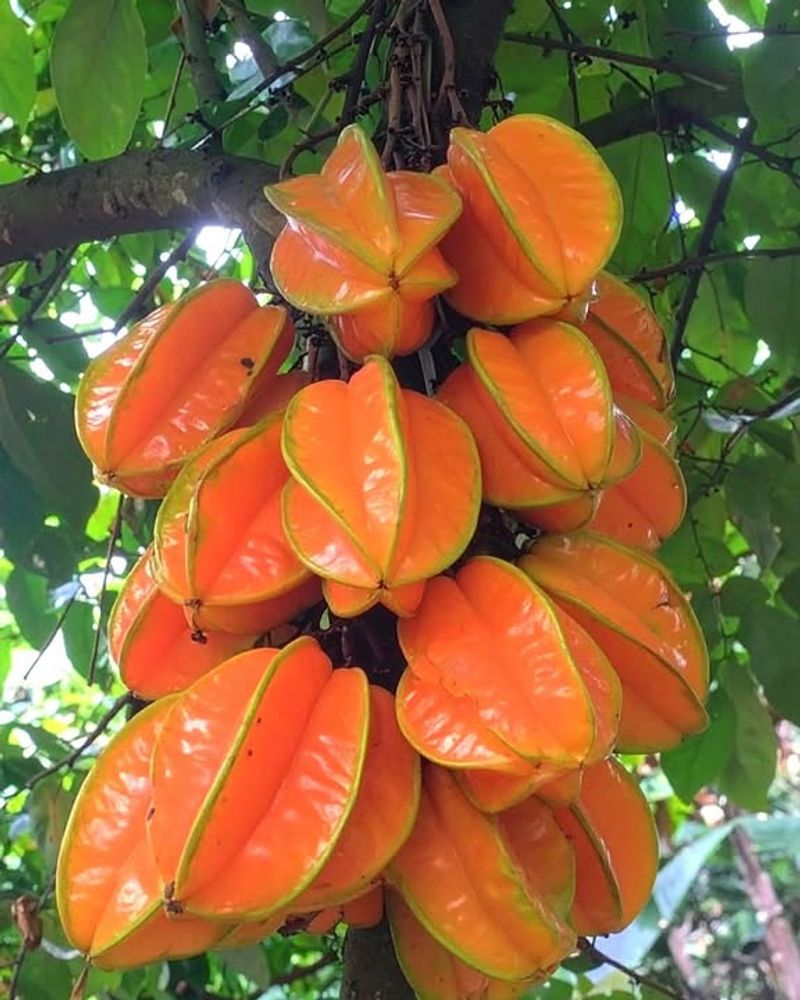 Starfruit Creates A Tropical Statement With Glossy Foliage And Crisp Fruit