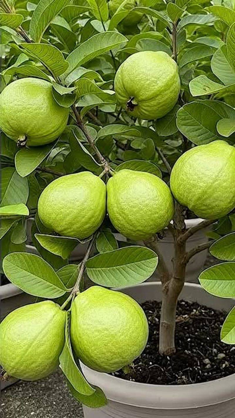 Guava Trees Deliver Sweet, Fragrant Fruit In A Compact Size