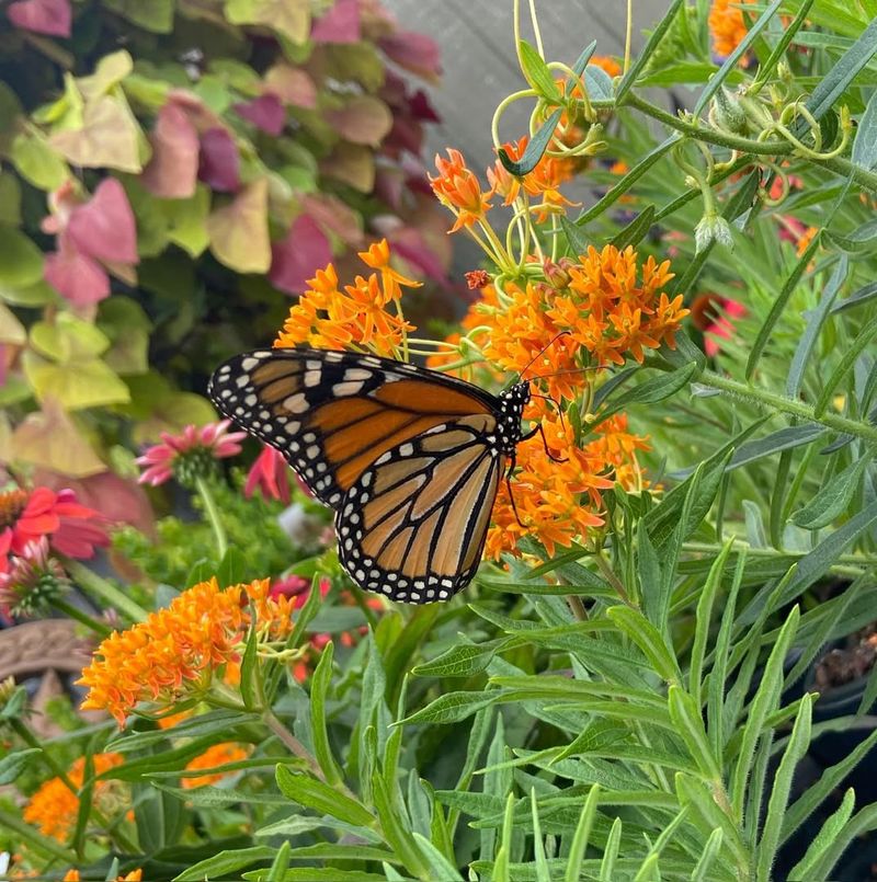 Butterfly Milkweed With Bright Orange Blooms