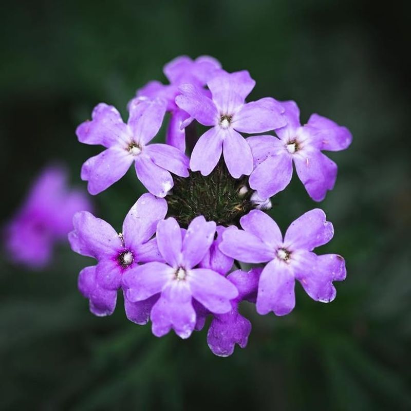 Prairie Verbena Spreading Purple Like A Carpet