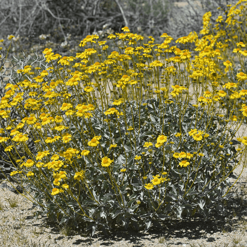 Brittlebush Brings Silver Leaves And Bright Spring Color