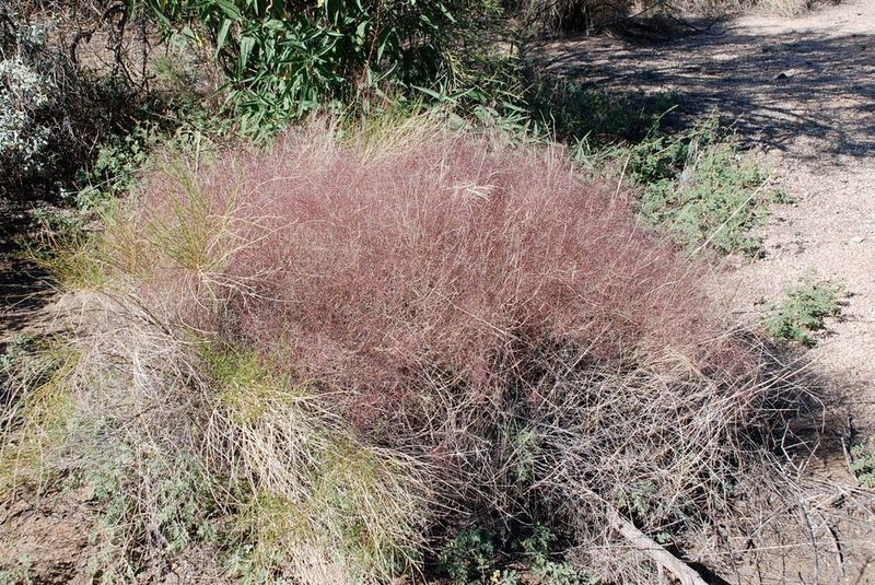 Bush Muhly Stays Strong In Harsh Desert Conditions Year After Year
