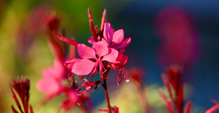 gaura