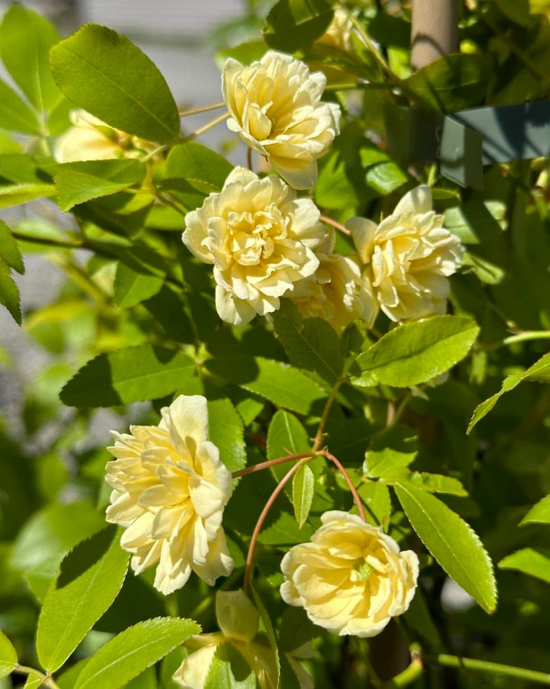 Lady Banks Rose Covers Fences With Long Canes
