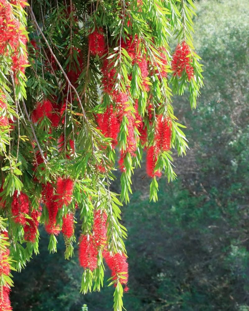 Bottlebrush