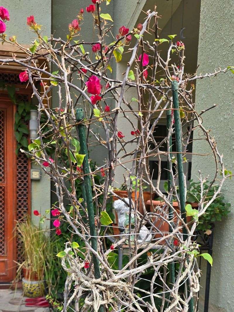 Prune After Bloom Cycles Instead Of Before Growth Starts