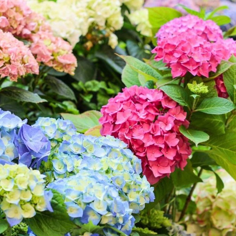 Adjust Soil PH To Control Hydrangea Bloom Color