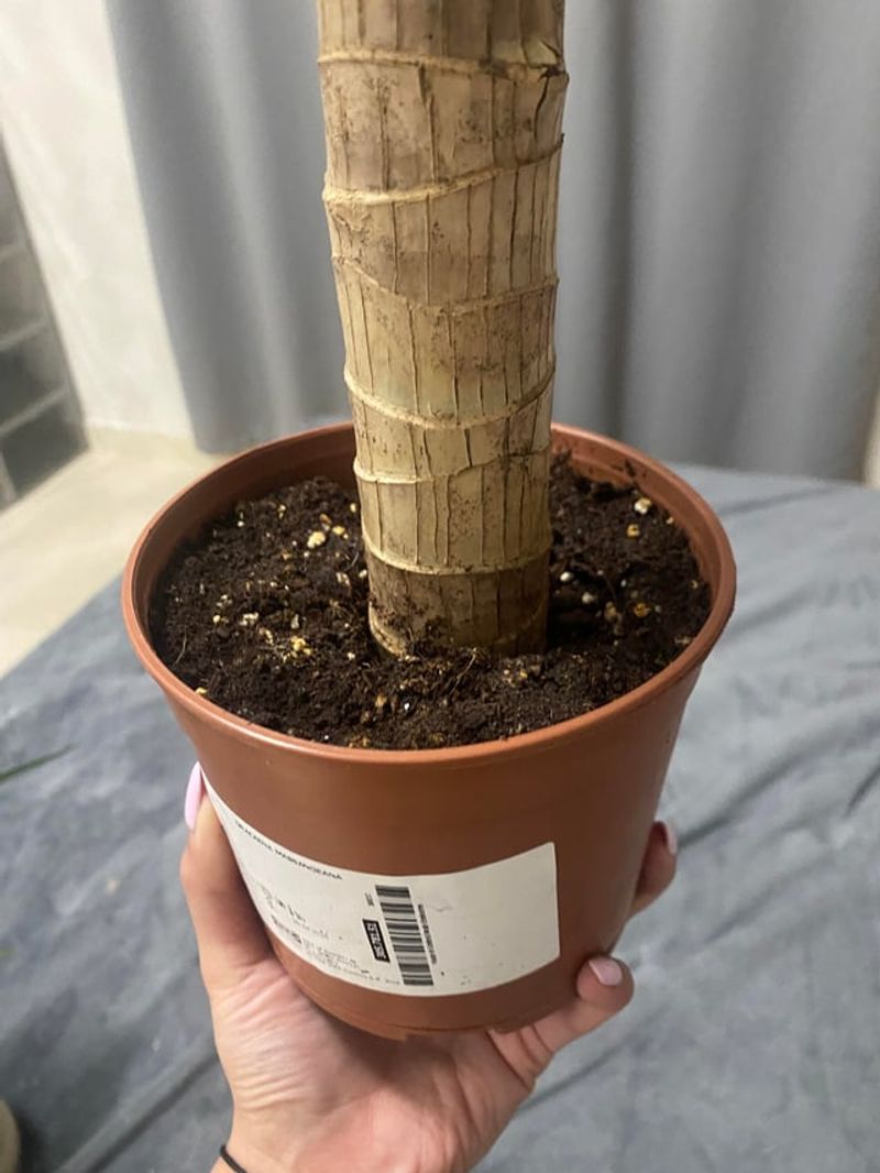 Use Well-Draining Soil Mix To Prevent Root Issues