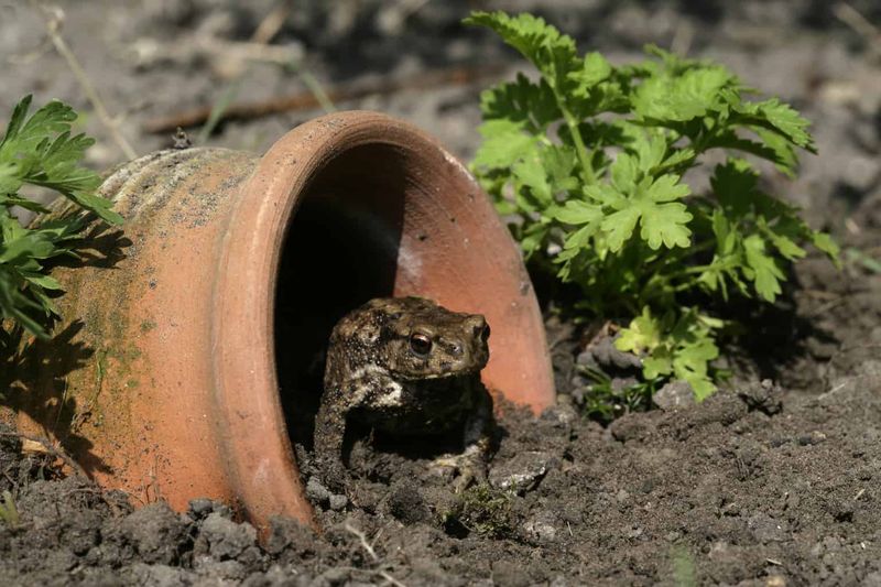 Keep The Ground Cool, Damp, And Toad-Friendly
