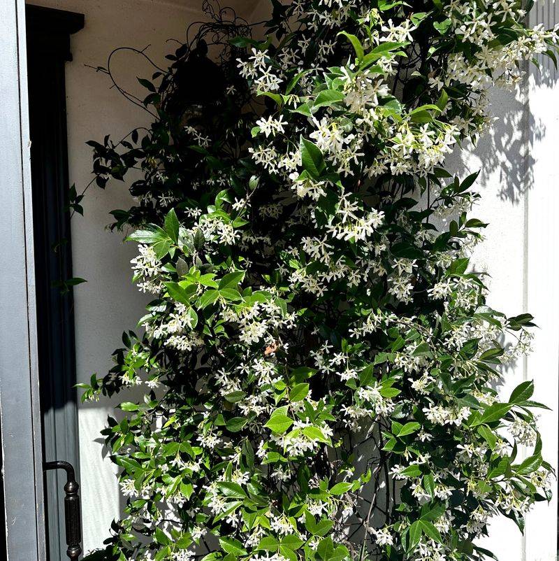 Why Jasmine Thrives In Texas Climates