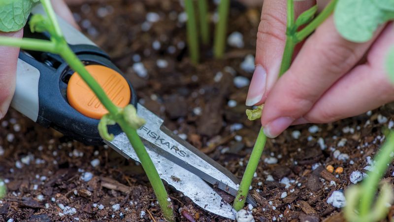 Thin Seedlings To Avoid Crowding