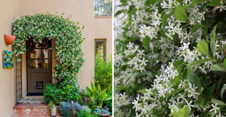 Place Star Jasmine Near Your California Front Door And Watch The Magic Unfold