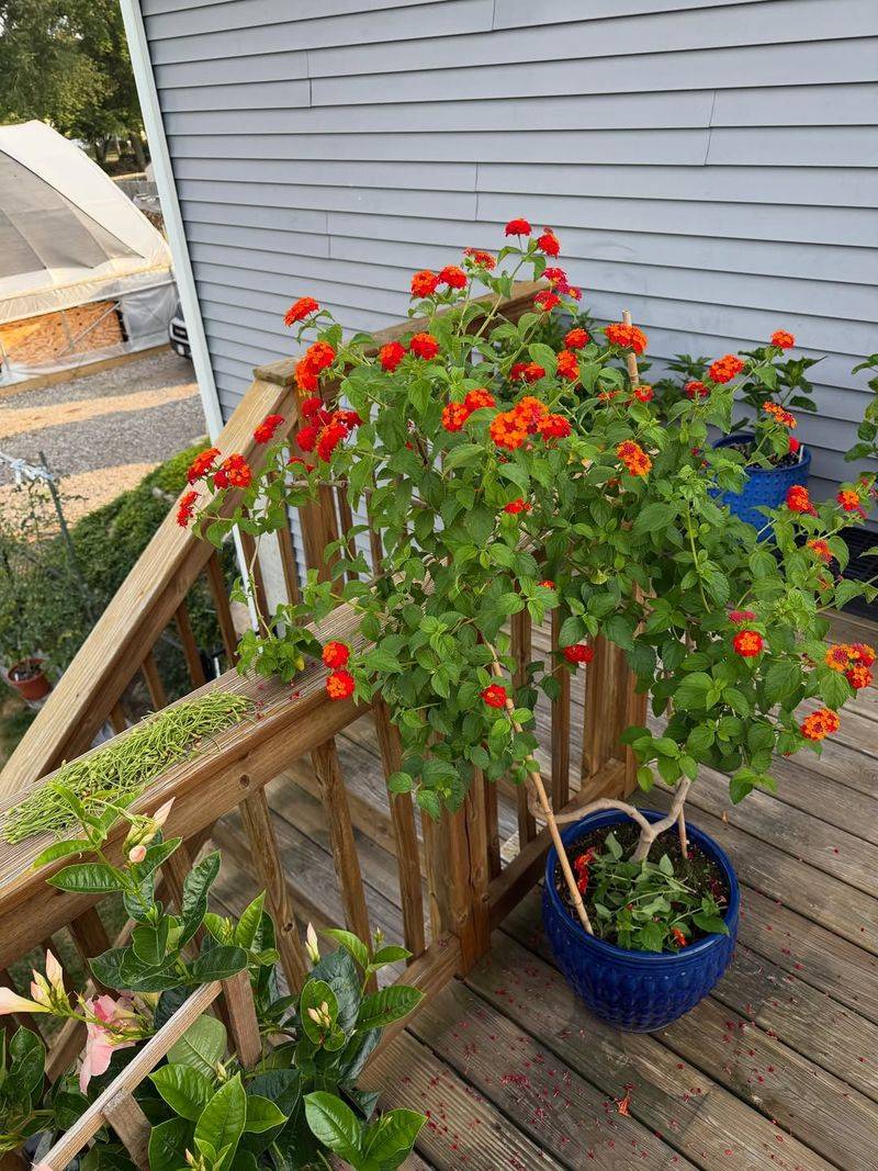 Keep Flowers Blooming By Removing Spent Blooms