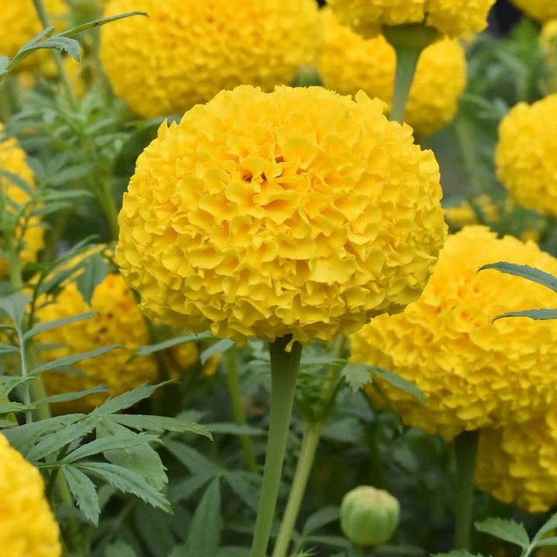 Different Marigold Types Offer Different Benefits