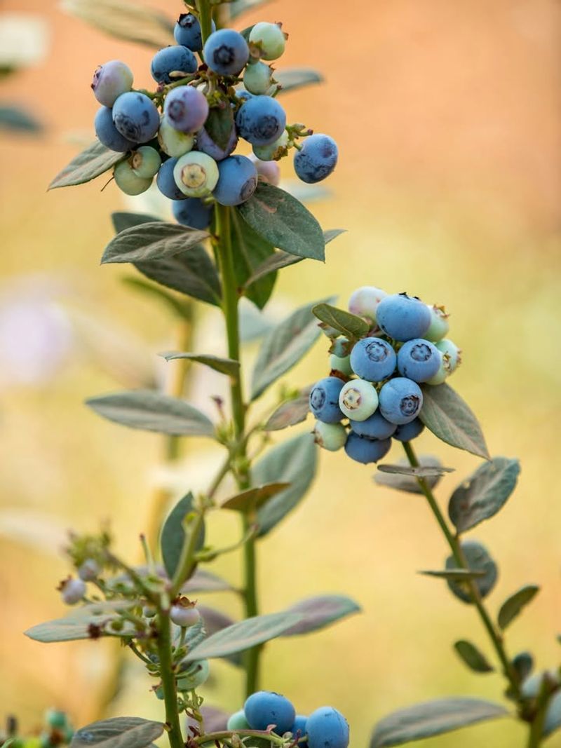Watering Inconsistently During Hot Georgia Summers