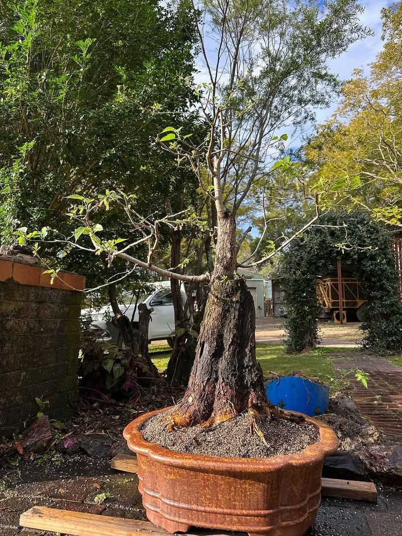 Ignoring Surface Root Spread