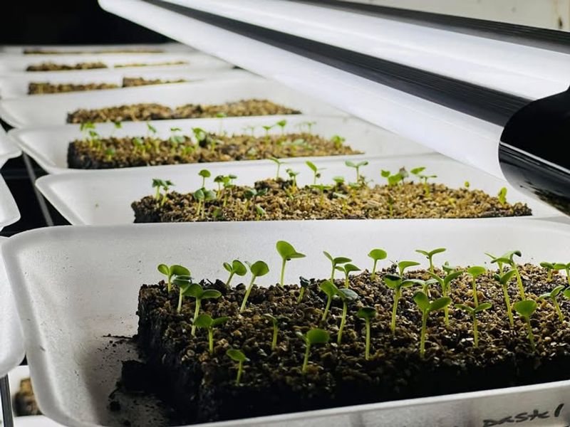 Start Seeds Indoors For Early Growth